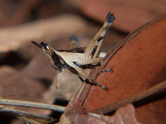 Stenothericles jagoi