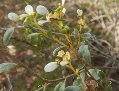 Spyridium spathulatum