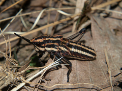 Dictyophorus griseus