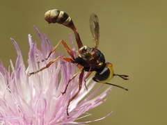 Physocephala vittata