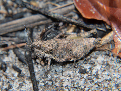 Chrotogonus hemipterus