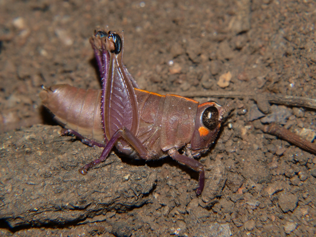 Thamithericles tanzaniae