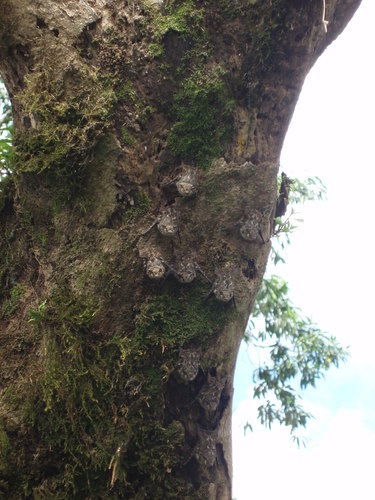 Rhynchonycteris naso