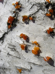 Cytosporaceae