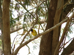 Ploceus melanocephalus