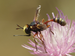Physocephala vittata