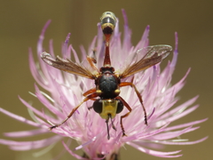 Physocephala vittata