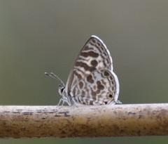 Leptotes plinius