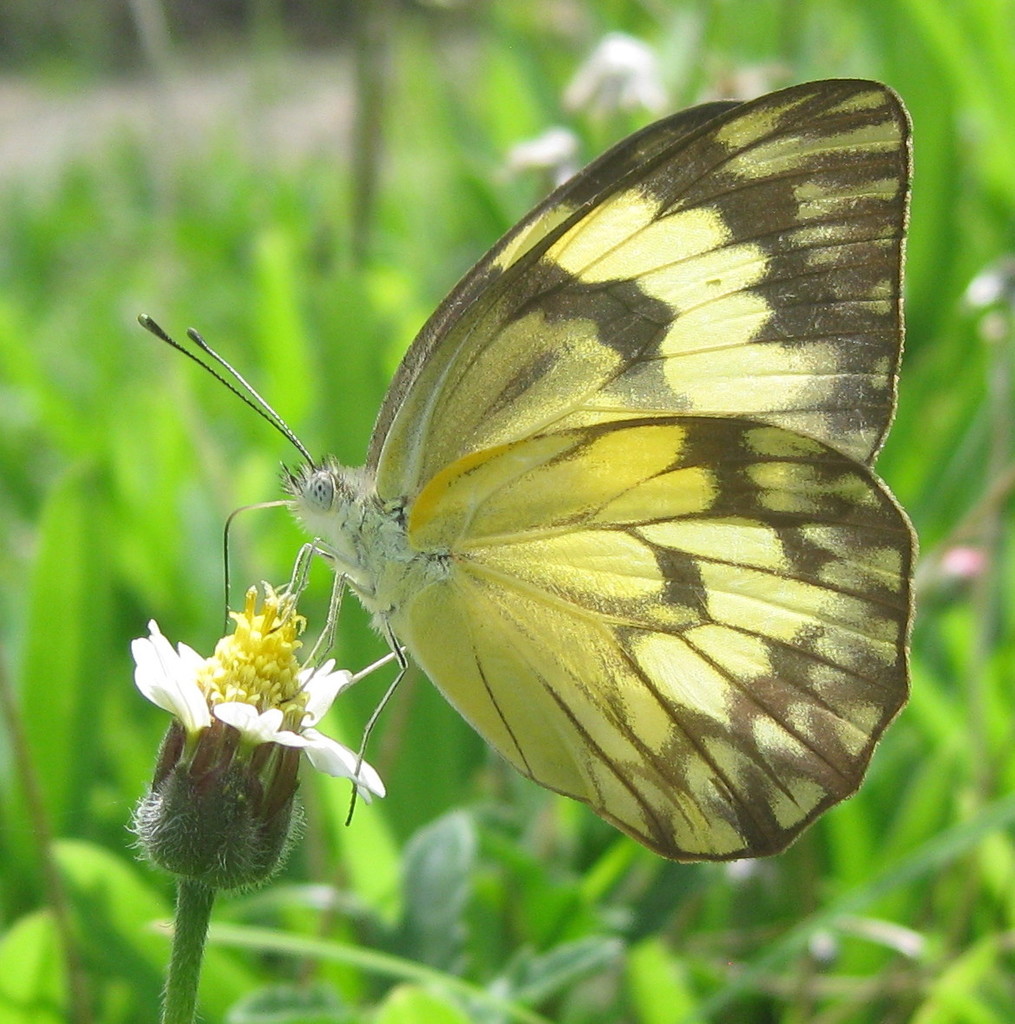 Pointed Caper White