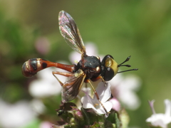 Physocephala vittata