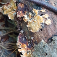 Fungi