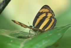 Pantoporia paraka