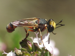 Physocephala vittata