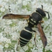 Catskill Potter Wasp - Photo (c) Joe Bartok, some rights reserved (CC BY-NC), uploaded by Joe Bartok