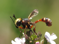Physocephala vittata