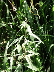 Persicaria lapathifolia lanata