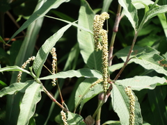 Persicaria lapathifolia lanata
