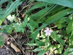 Geranium × oxonianum