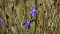 Lobelia tomentosa