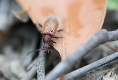 Metriolagria affinis