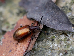 Metriolagria affinis