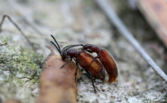 Metriolagria affinis