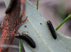 Metriolagria affinis