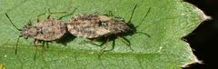 Nithecus jacobaeae