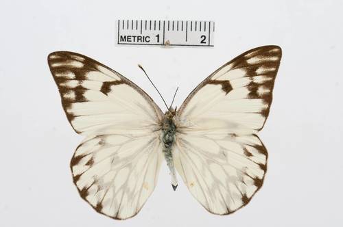 African Veined White