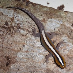 Gonatodes vittatus