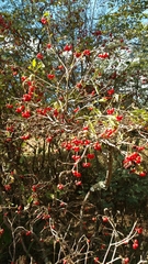 Psychotria puffii