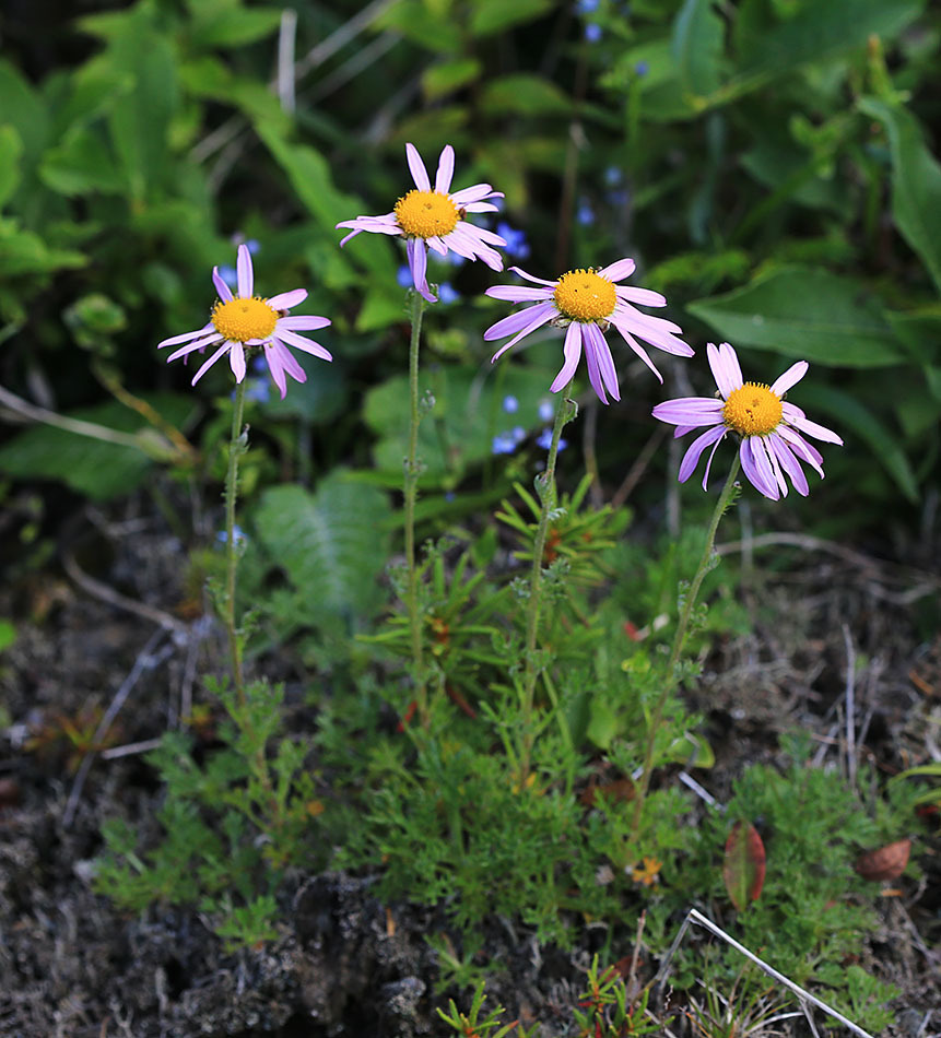 Rocky dendranthema
