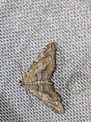 Elophila icciusalis