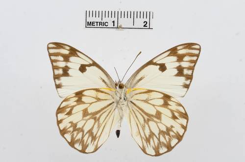 African Veined White