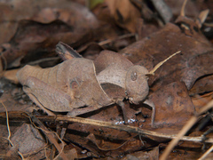 Lobosceliana loboscelis
