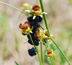Chrysochus chinensis