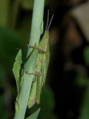 Pyrgomorpha granulata