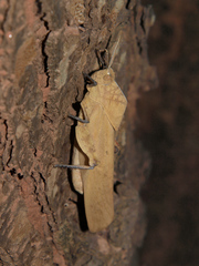 Lobosceliana loboscelis