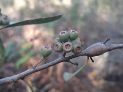 Eucalyptus tenuiramis