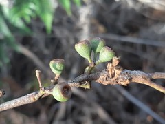 Eucalyptus tenuiramis