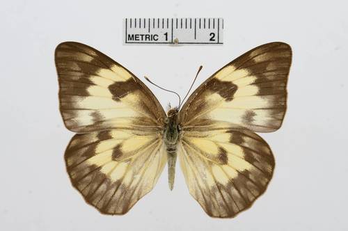 African Veined White