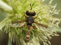 Physocephala vittata