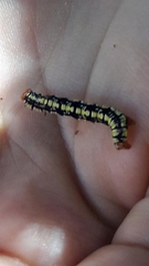 Melanchroia chephise