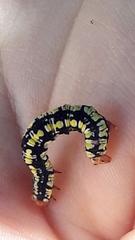 Melanchroia chephise