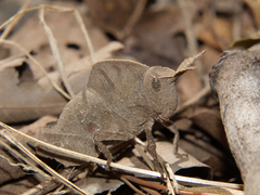Lobosceliana loboscelis