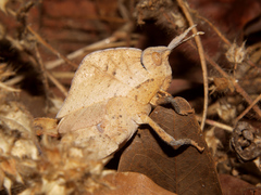 Lobosceliana loboscelis