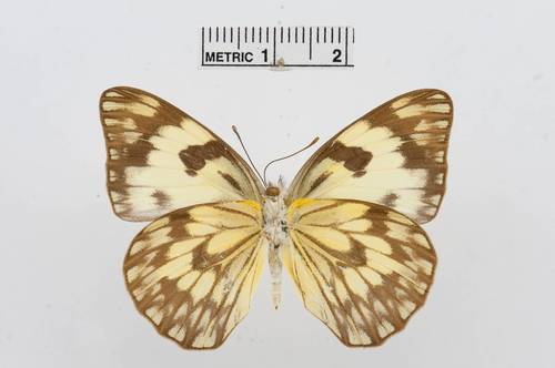 African Veined White