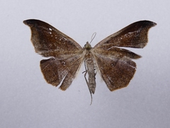 Sarisa muriferata