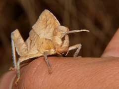 Lobosceliana loboscelis
