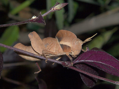 Lobosceliana loboscelis